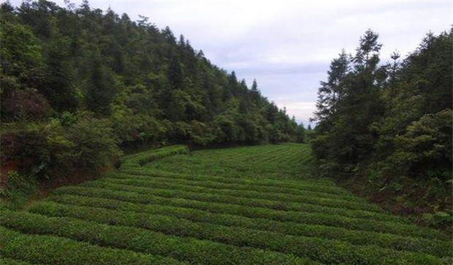 赢博体育官网入口：赢博体育app：甘肃省临泽县市场监管局开展茶叶过度包装治理“回头看”