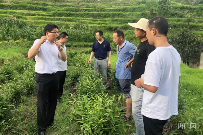 赢博体育官网入口：赢博体育app：安徽绩溪：党建引领强发展 茶旅融合促振兴(图1)